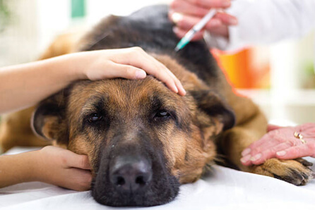  vet for dog vaccination in East New Market