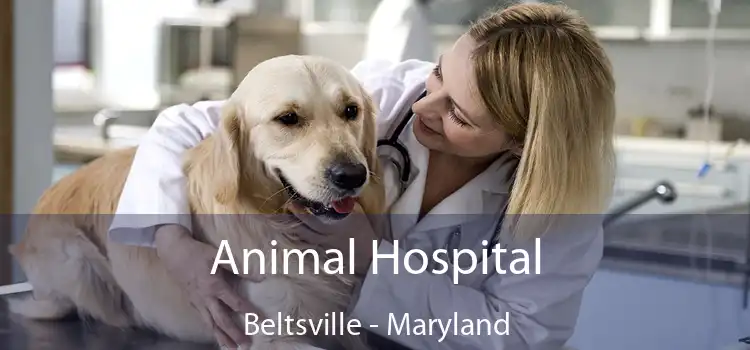 Animal Hospital Beltsville - Maryland