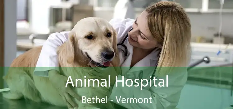 Animal Hospital Bethel - Vermont