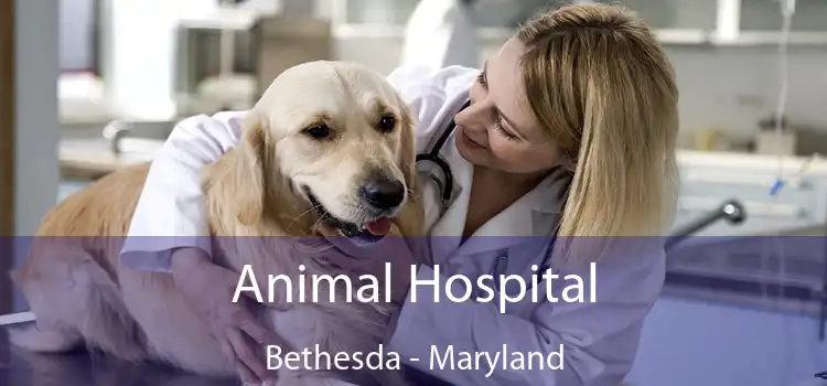 Animal Hospital Bethesda - Maryland