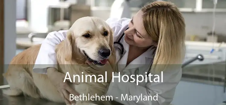 Animal Hospital Bethlehem - Maryland