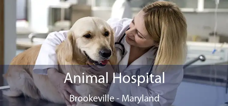 Animal Hospital Brookeville - Maryland