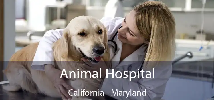 Animal Hospital California - Maryland