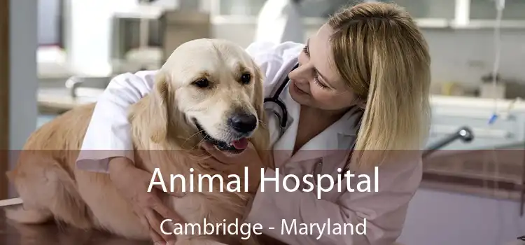 Animal Hospital Cambridge - Maryland