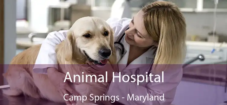 Animal Hospital Camp Springs - Maryland