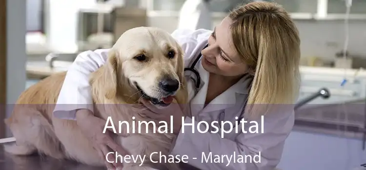 Animal Hospital Chevy Chase - Maryland