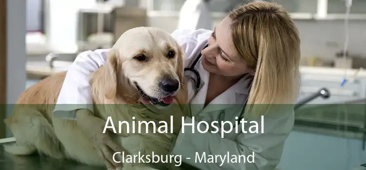 Animal Hospital Clarksburg - Maryland