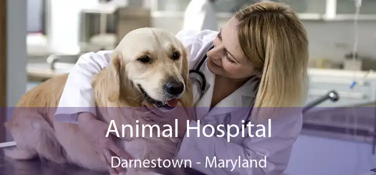 Animal Hospital Darnestown - Maryland