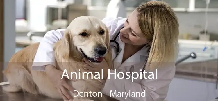 Animal Hospital Denton - Maryland