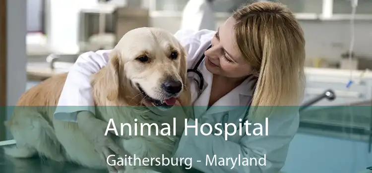 Animal Hospital Gaithersburg - Maryland