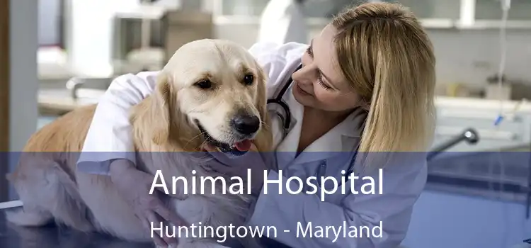 Animal Hospital Huntingtown - Maryland