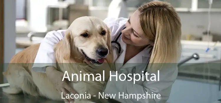 Animal Hospital Laconia - New Hampshire