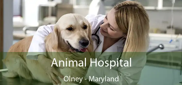 Animal Hospital Olney - Maryland