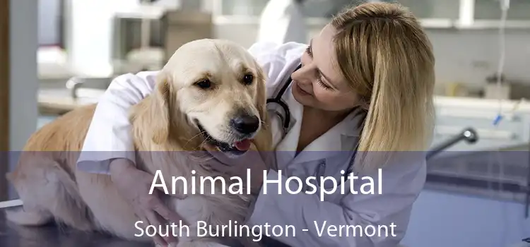 Animal Hospital South Burlington - Vermont