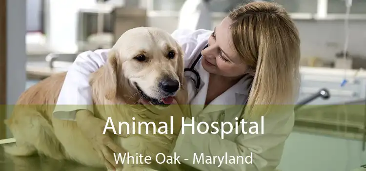 Animal Hospital White Oak - Maryland