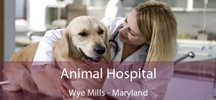 Animal Hospital Wye Mills - Maryland