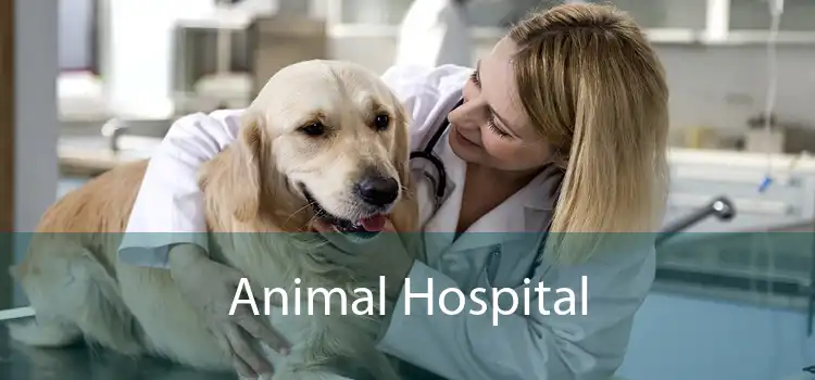 Animal Hospital 