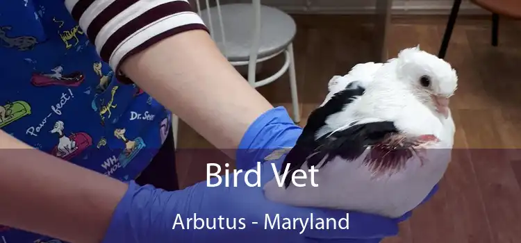 Bird Vet Arbutus - Maryland