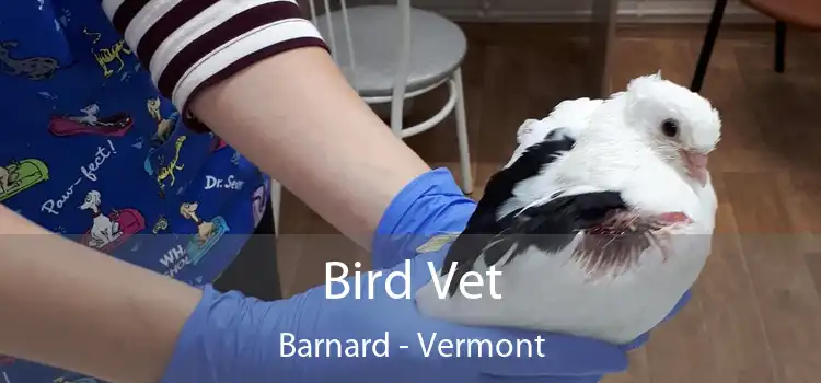 Bird Vet Barnard - Vermont