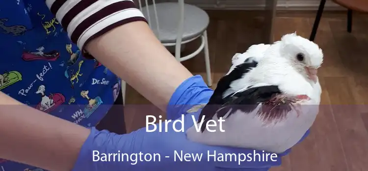 Bird Vet Barrington - New Hampshire