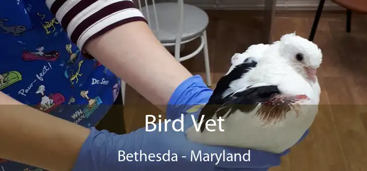 Bird Vet Bethesda - Maryland