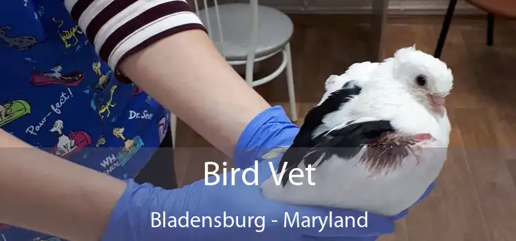 Bird Vet Bladensburg - Maryland