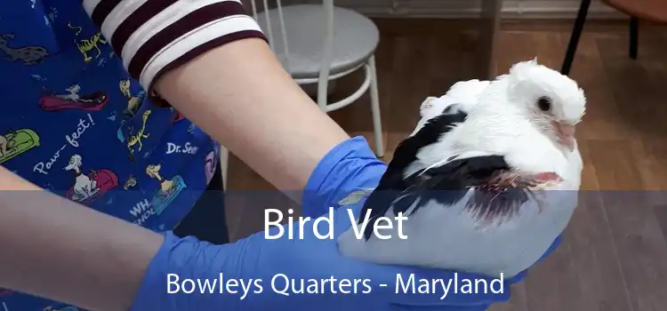 Bird Vet Bowleys Quarters - Maryland