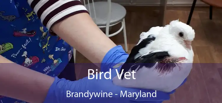 Bird Vet Brandywine - Maryland