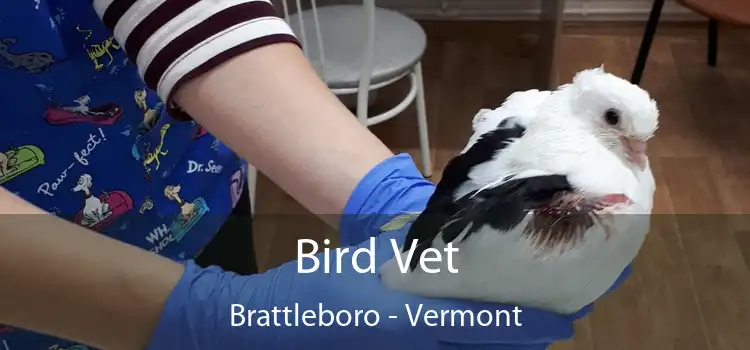 Bird Vet Brattleboro - Vermont