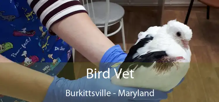 Bird Vet Burkittsville - Maryland