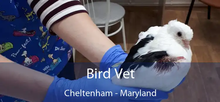 Bird Vet Cheltenham - Maryland