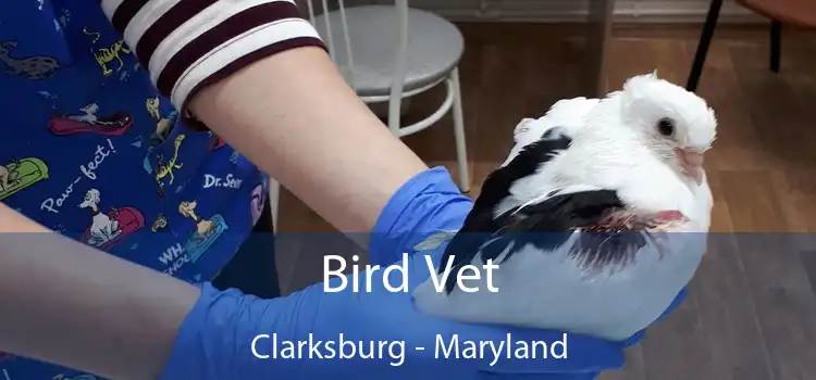 Bird Vet Clarksburg - Maryland