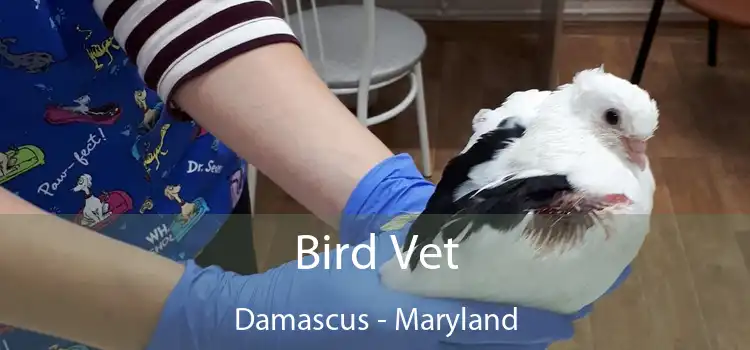 Bird Vet Damascus - Maryland