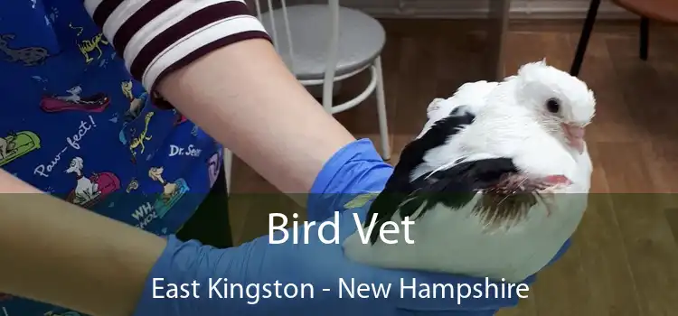 Bird Vet East Kingston - New Hampshire