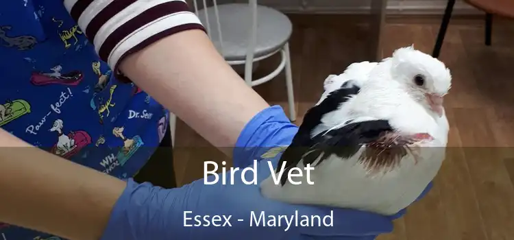 Bird Vet Essex - Maryland