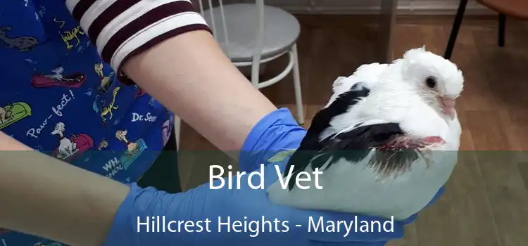 Bird Vet Hillcrest Heights - Maryland