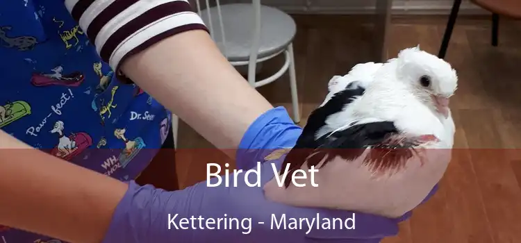 Bird Vet Kettering - Maryland