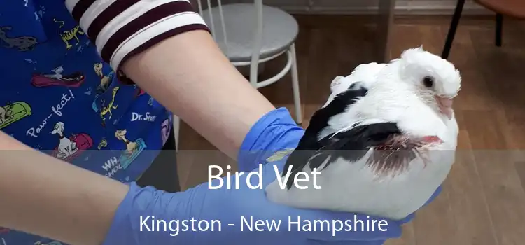 Bird Vet Kingston - New Hampshire