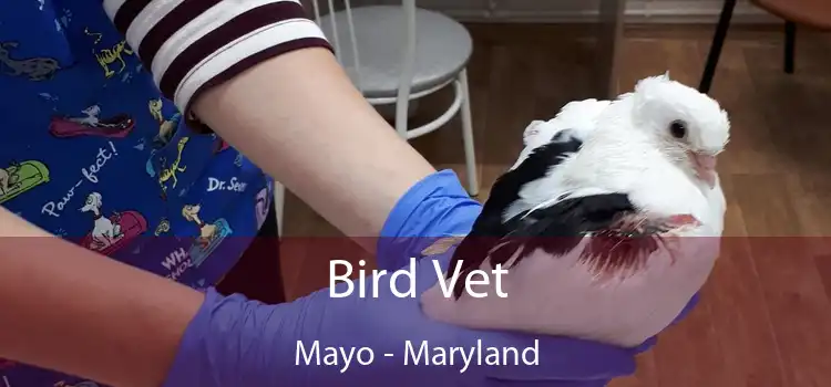 Bird Vet Mayo - Maryland