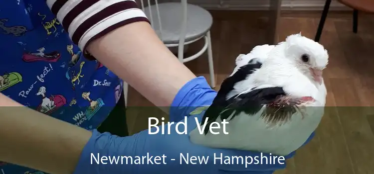 Bird Vet Newmarket - New Hampshire