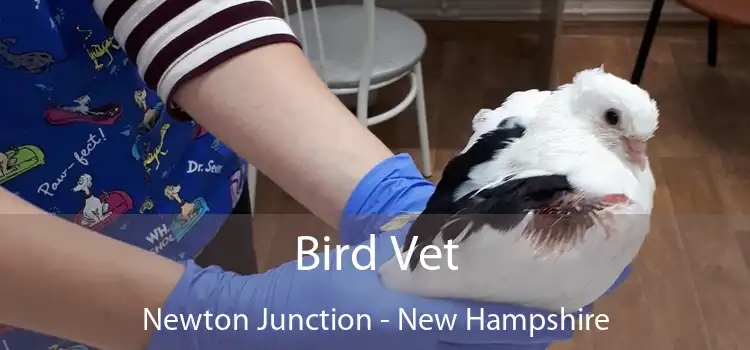 Bird Vet Newton Junction - New Hampshire