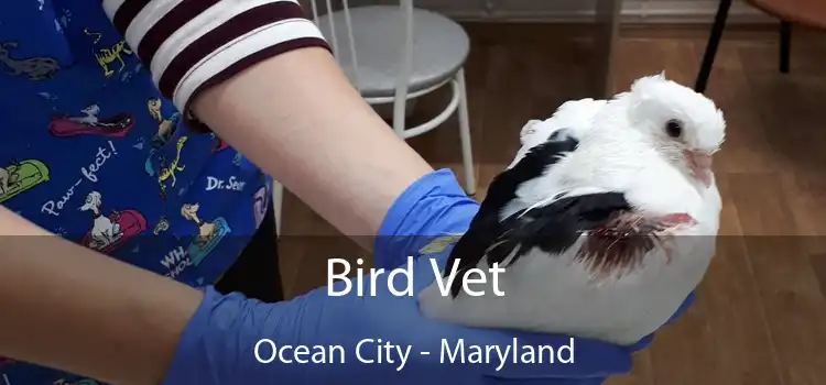 Bird Vet Ocean City - Maryland