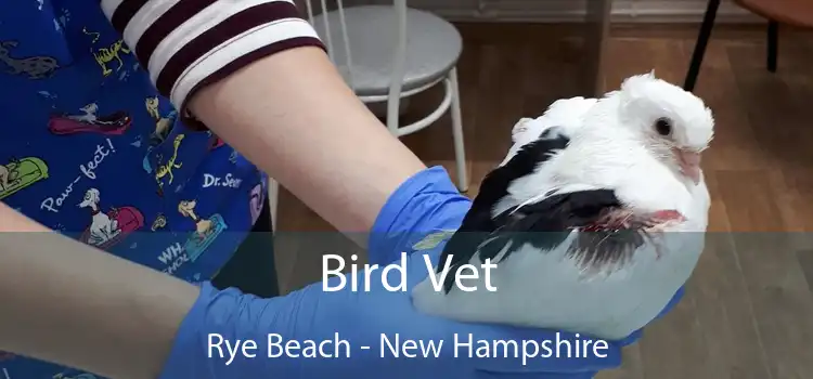 Bird Vet Rye Beach - New Hampshire