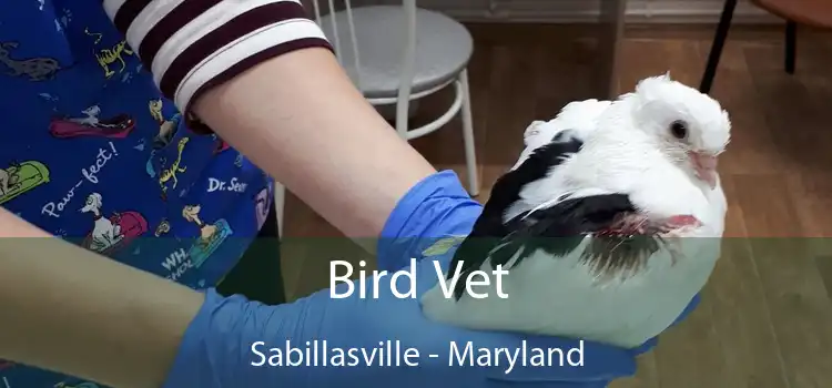 Bird Vet Sabillasville - Maryland