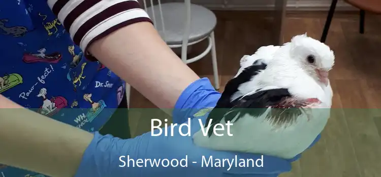 Bird Vet Sherwood - Maryland