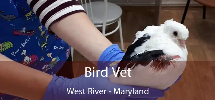 Bird Vet West River - Maryland