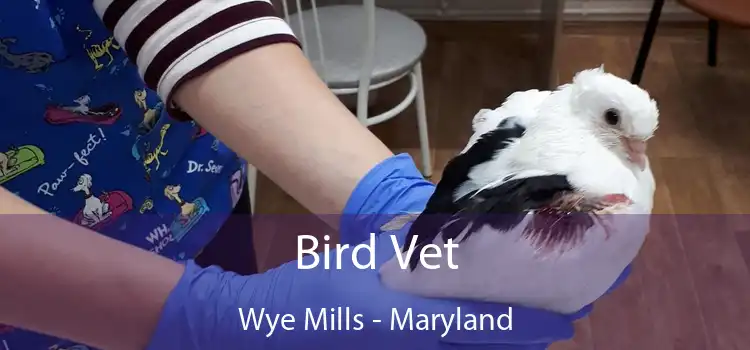 Bird Vet Wye Mills - Maryland