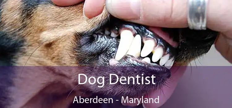 Dog Dentist Aberdeen - Maryland