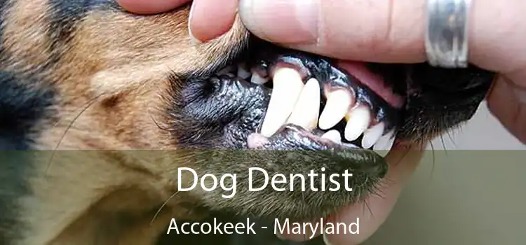 Dog Dentist Accokeek - Maryland