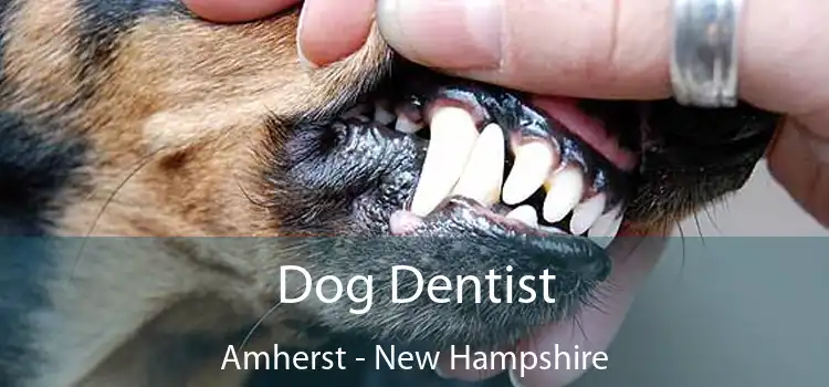 Dog Dentist Amherst - New Hampshire